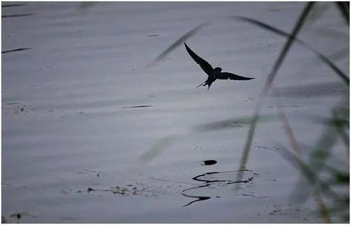 燕子低飞蛇过道打一谚语