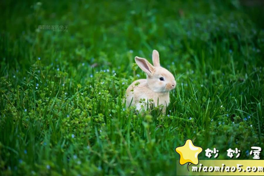 小学生作文素材：动物外貌描写好名好段汇总图片 No.2