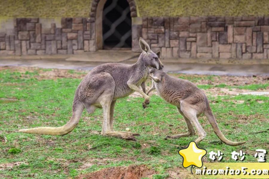 小学生作文素材：动物外貌描写好名好段汇总图片 No.3