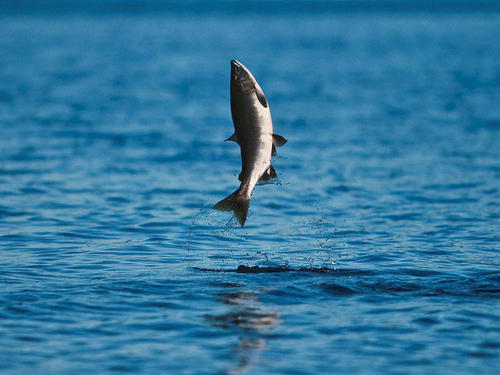 鱼出水的谚语是什么