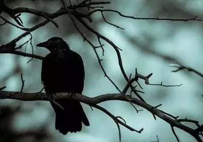 梦到乌鸦叫，暗夜中的低语与心灵深处的启示