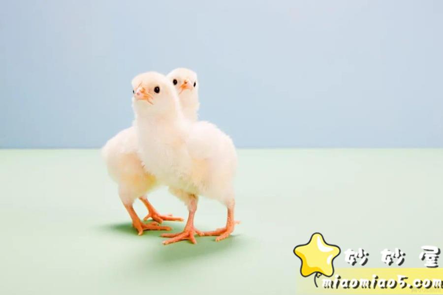 小学生作文素材：动物外貌描写好名好段汇总图片 No.1