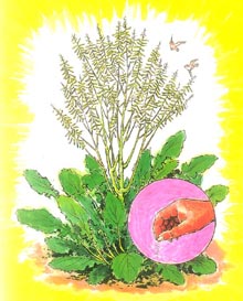 一颗芥菜种的谚语故事