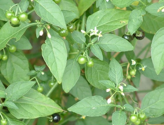 环球客家｜客家农村常见的野物，不要错过这些宝贝