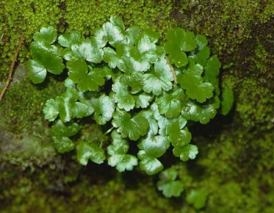 环球客家｜客家农村常见的野物，不要错过这些宝贝