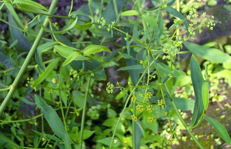 环球客家｜客家农村常见的野物，不要错过这些宝贝