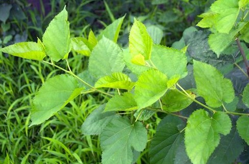 环球客家｜客家农村常见的野物，不要错过这些宝贝