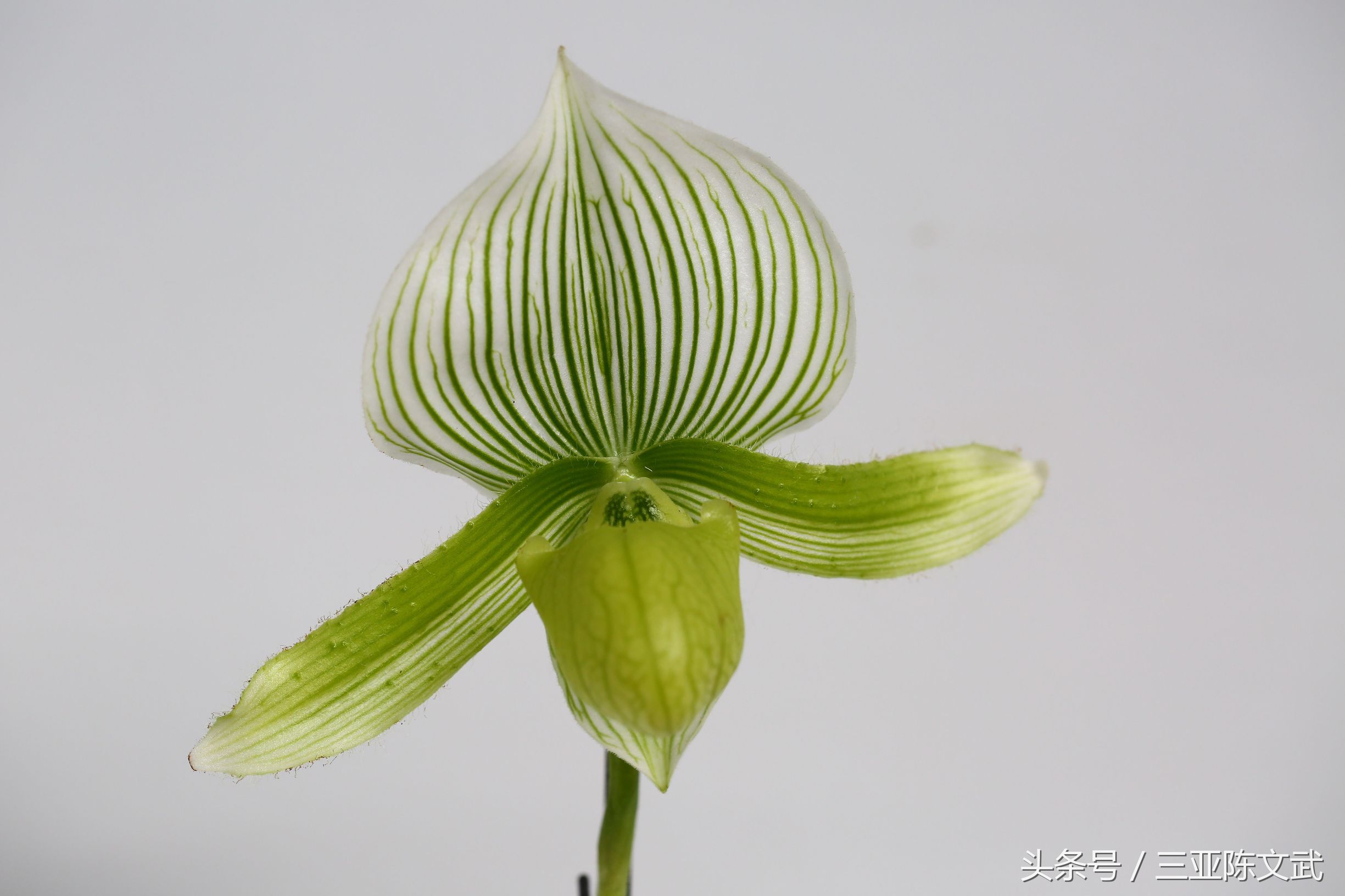 三亚兰花世界杯海报(美！三亚国际热带兰花博览会)