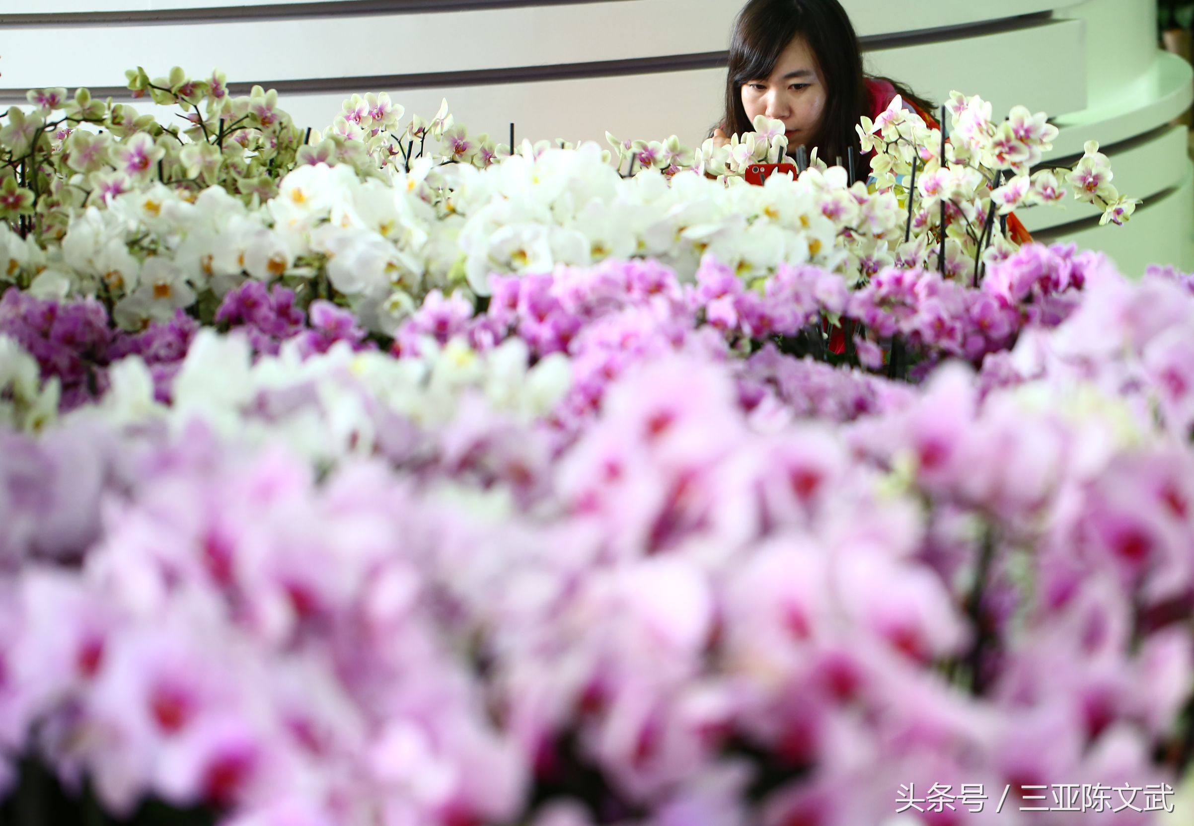 三亚兰花世界杯海报(美！三亚国际热带兰花博览会)