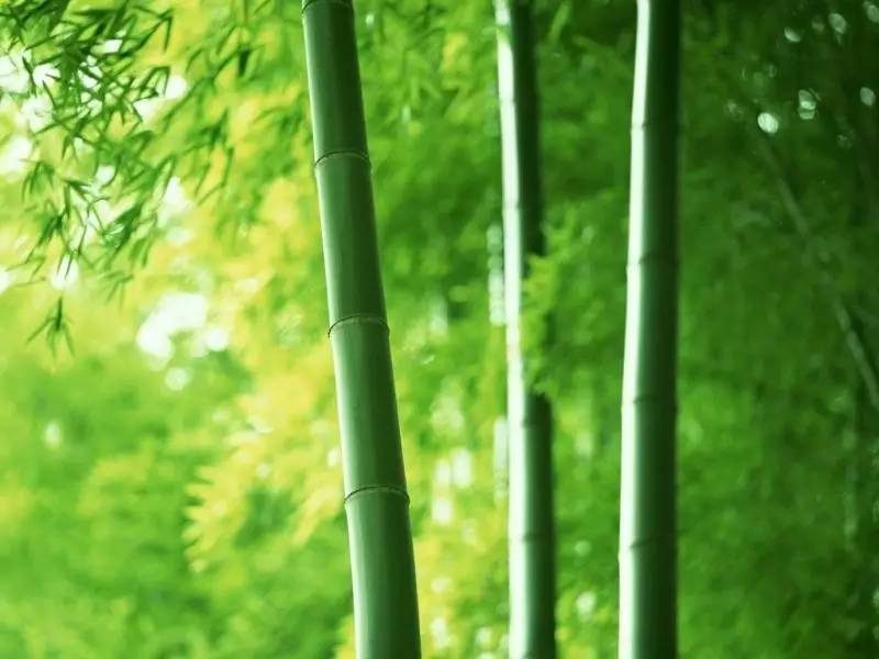 「古文探奇」养竹记｜白居易