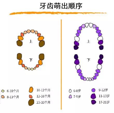 宝宝牙齿萌出时间和顺序