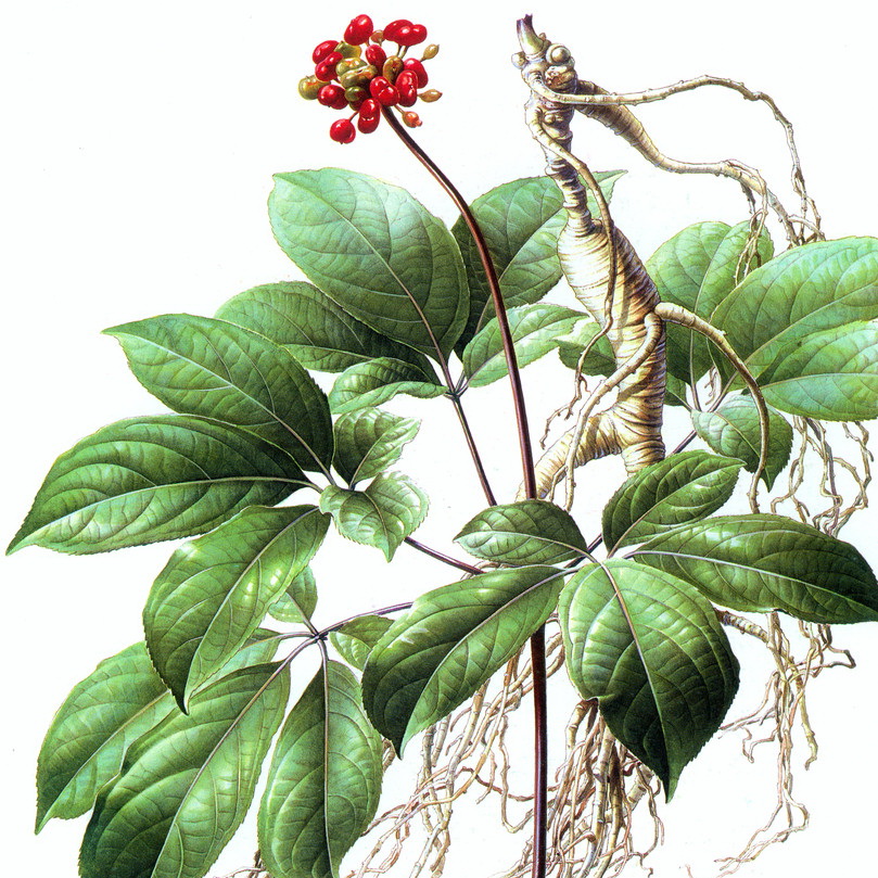 长白山人参有几种(长白山人参文化 之 中国人参有多少种)