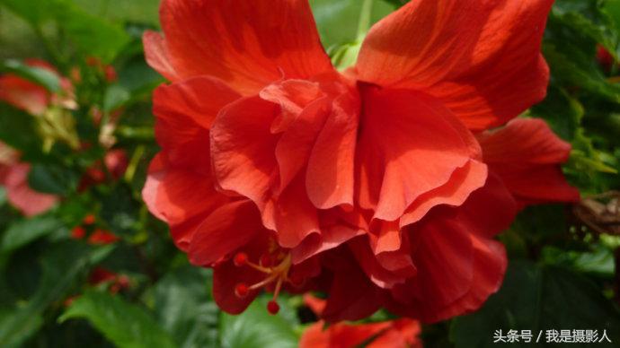 花卉摄影：红色朱槿牡丹