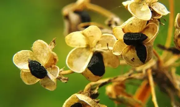 老药师才知道的秘密:大牌补药都有平价“替身”