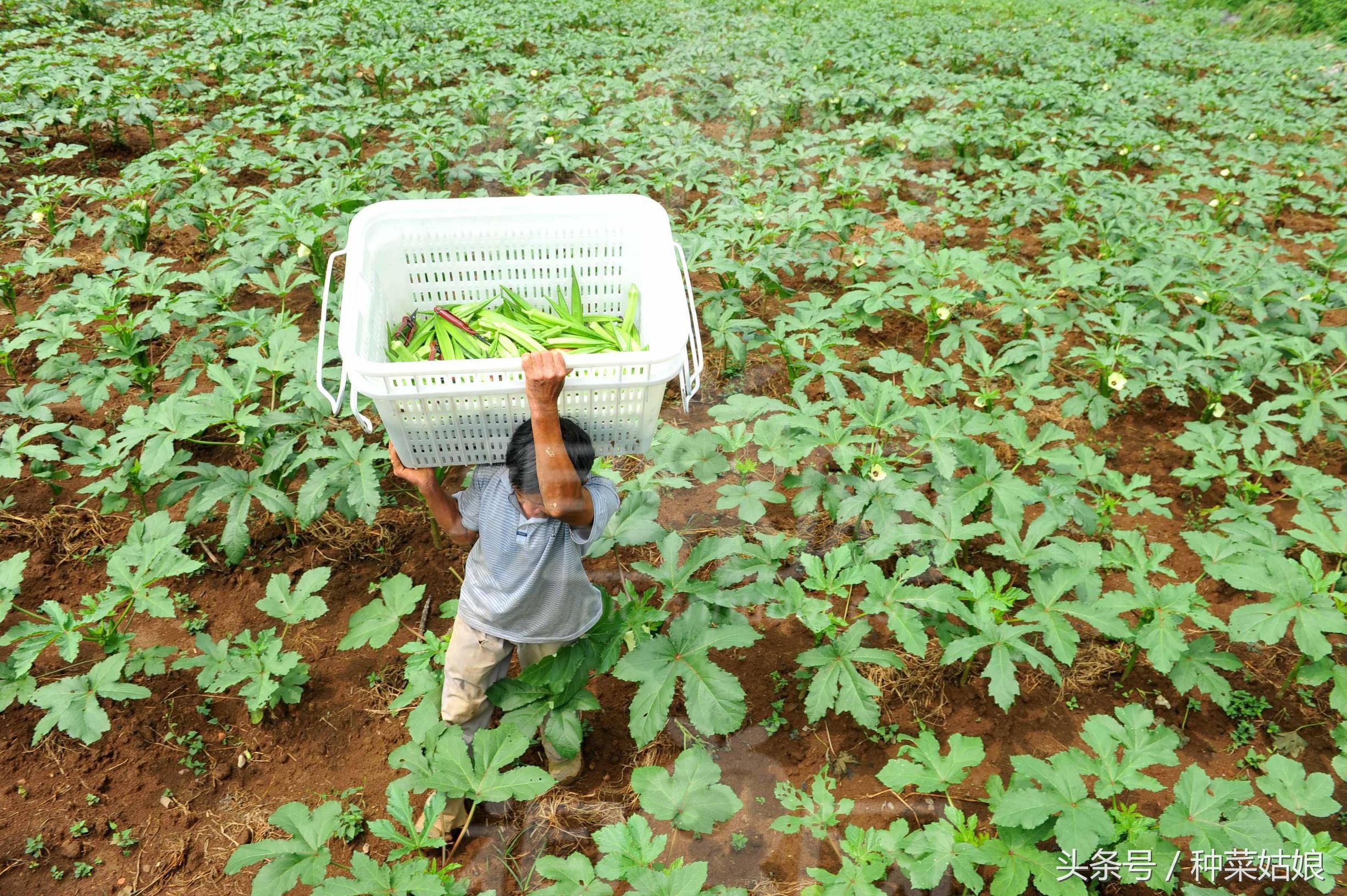 秋葵的种植方法
