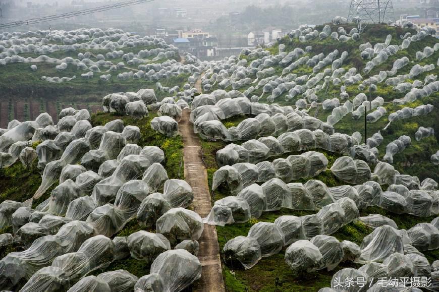 看漫山遍野的柑橘，品读屈原诗词《橘颂》