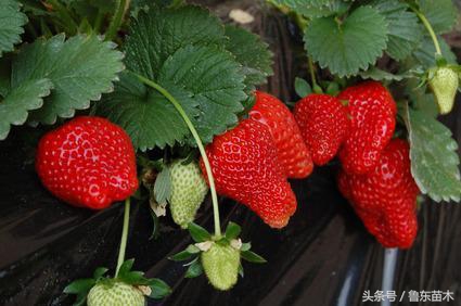 木本草莓树图片(如何辨别树莓和草莓种苗？学会了就不怕被忽悠了)