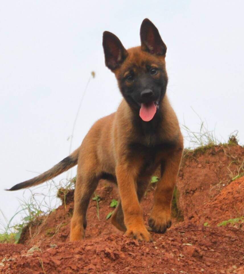 马犬幼犬训练步骤方法 2个月马犬应该怎么训练