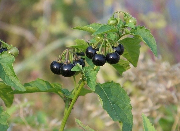 龙葵的功效与作用 龙葵图片功效与作用-伙伴百科