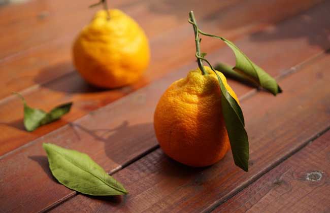 不知火柑橘的功效作用（详解丑橘的营养价值）