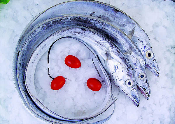 【性味】性平,味甘,咸【别名】鞭鱼,带柳,裙带鱼,海刀鱼,镰刀鱼