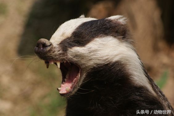 獾是什么动物(獾是国家几级保护动物 风集网