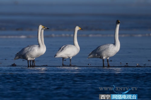冬日青海湖再现自然生态之美和“天鹅湖” 壮丽景象