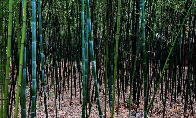 某次,两位好友碰面,苏轼问起文与可,为什么你的竹画如此 传神.