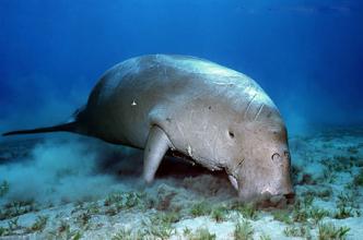 美人鱼是哪种海洋动物美人鱼俗称哪种海洋动物