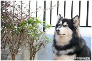 leo它爹辽宁大学（网红圈的那些事）