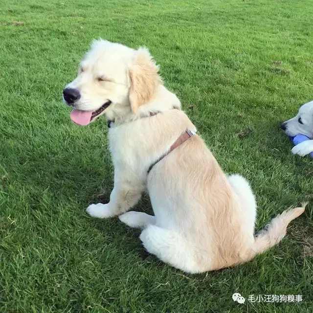 梦见狗是什么意思(当你梦到狗狗时，你梦到的究竟是什么……)