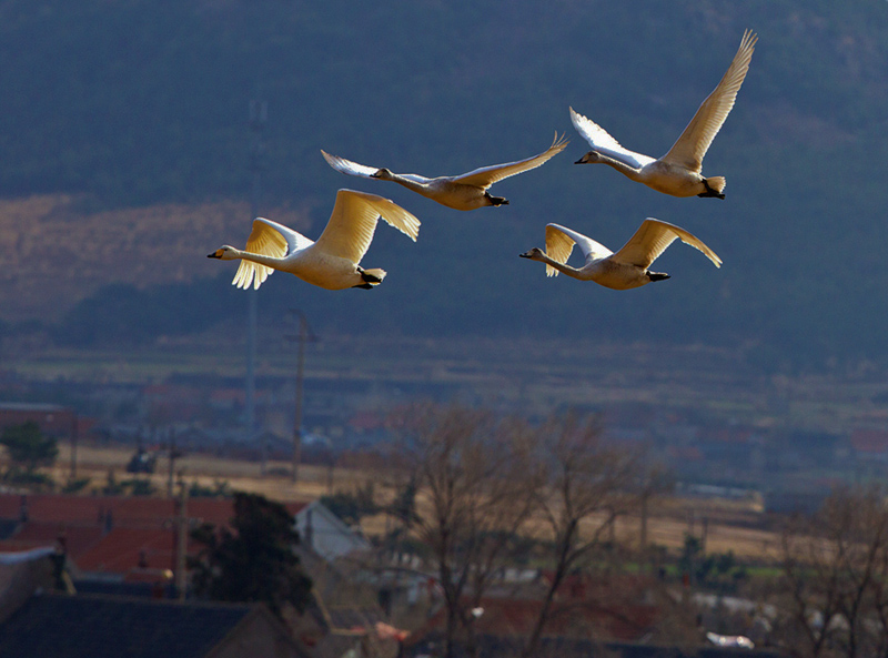 燕雀安知鸿鹄之志哉翻译燕雀安知鸿鹄之志哉句式