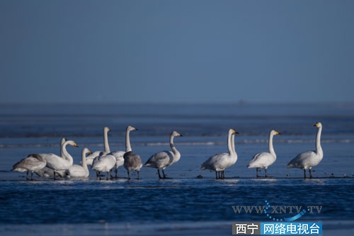 冬日青海湖再现自然生态之美和“天鹅湖” 壮丽景象