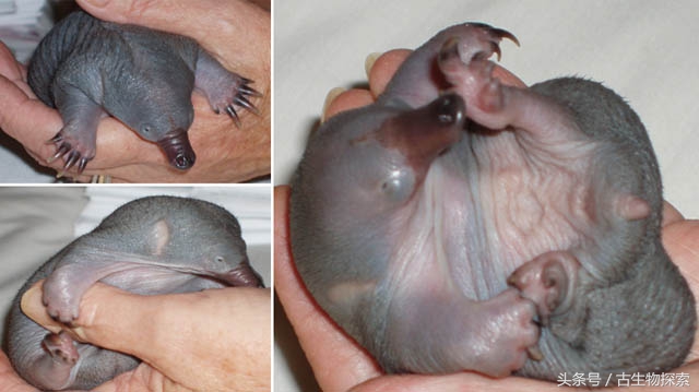 鸭嘴兽:哺乳动物中的活化石