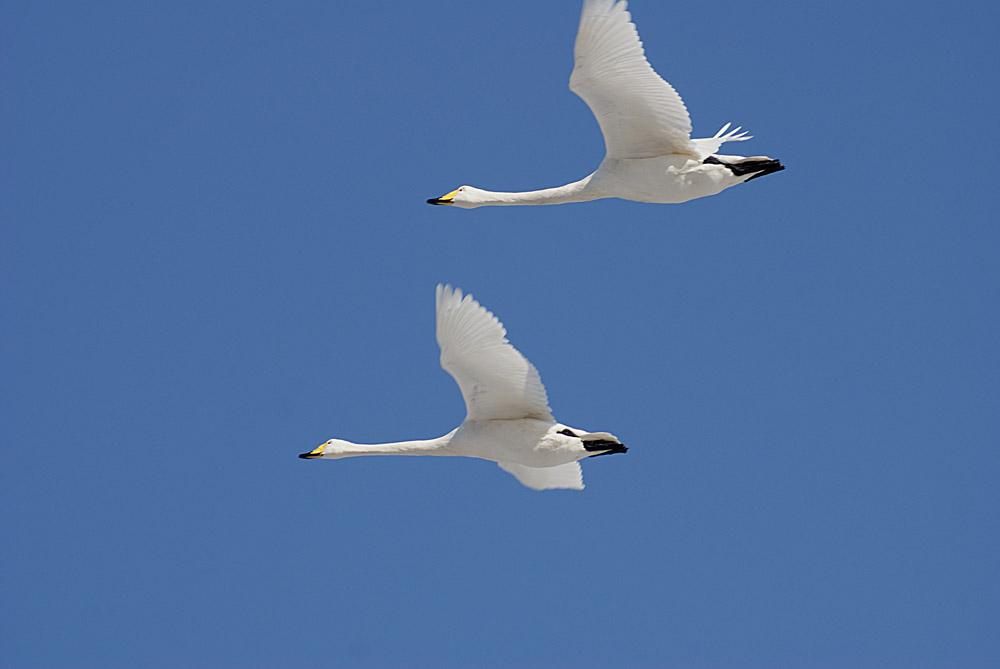 燕雀安知鸿鹄之志哉翻译燕雀安知鸿鹄之志哉句式