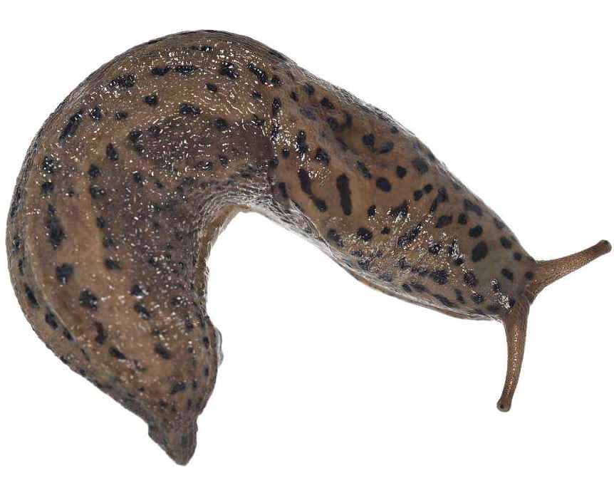 鼻涕虫有毒吗 鼻涕虫的粘液碰有毒吗-丹霞百科