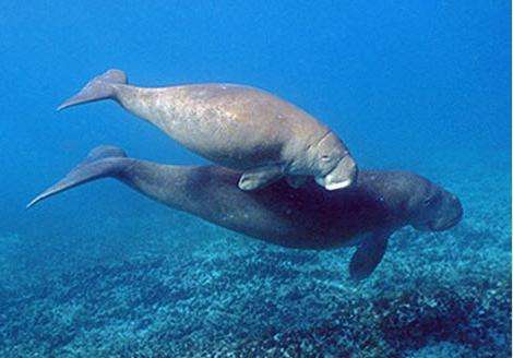 揭开美人鱼的面纱：美人鱼可能是一种名字叫儒艮的海洋哺乳动物