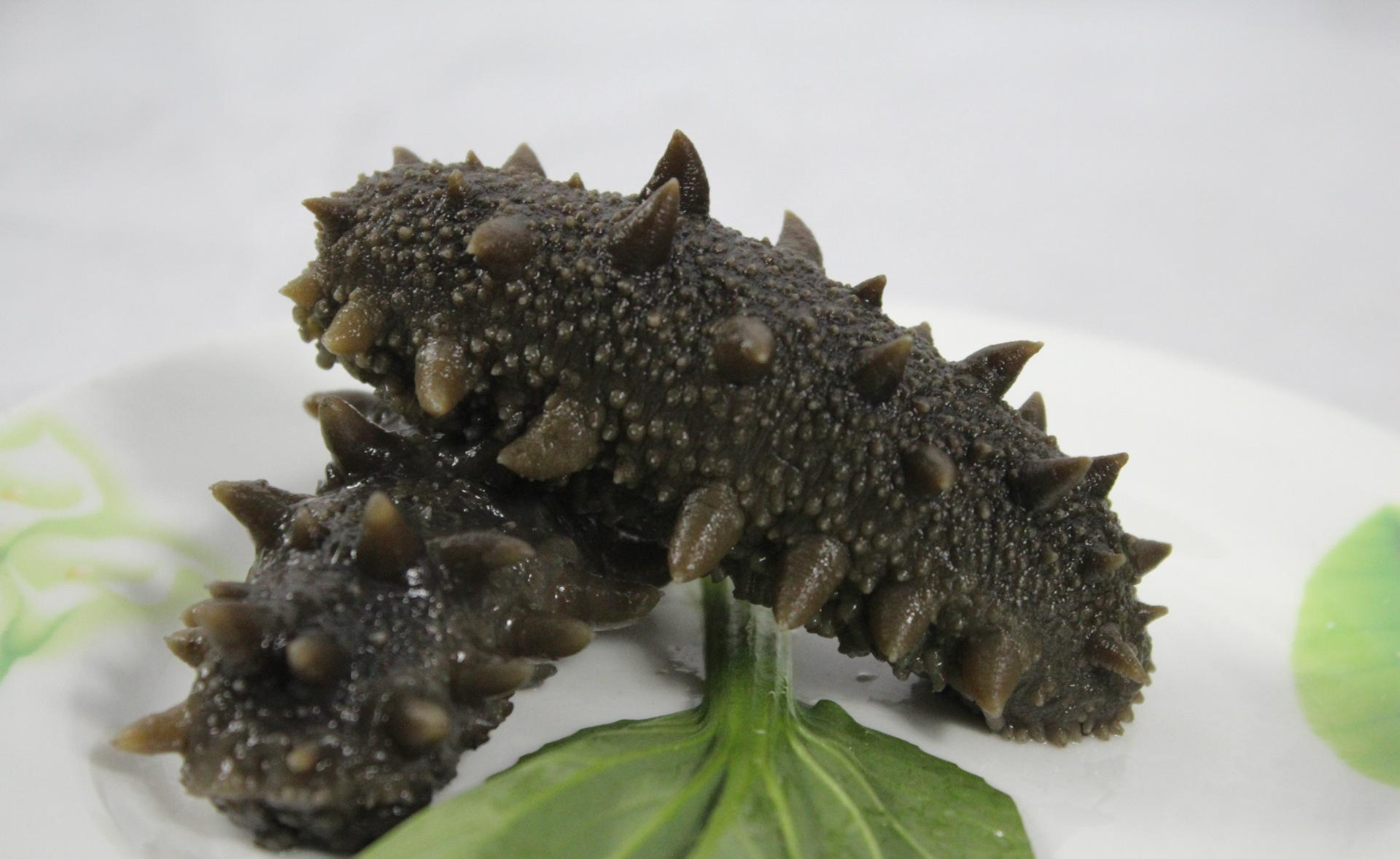 实惠之选,你所不了解的拉缸盐海参!