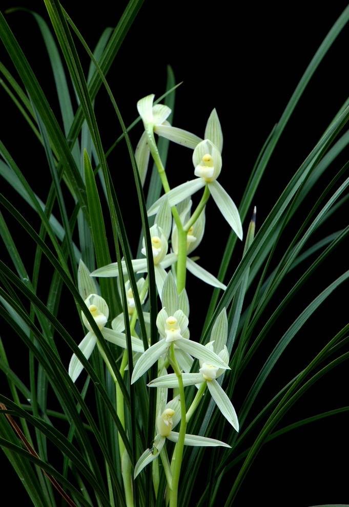 描写兰花最著名的诗句幽兰香风远蕙草流芳根兰生幽谷无人自芳是已