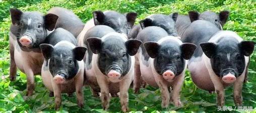 2017年养猪人怎样才能降低养猪成本，多赚钱呢？