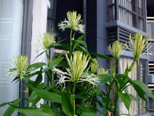 库拉索如果没死会怎么样(老人说，5种“富贵花”轻易不开花，开花就有好兆头，真准)