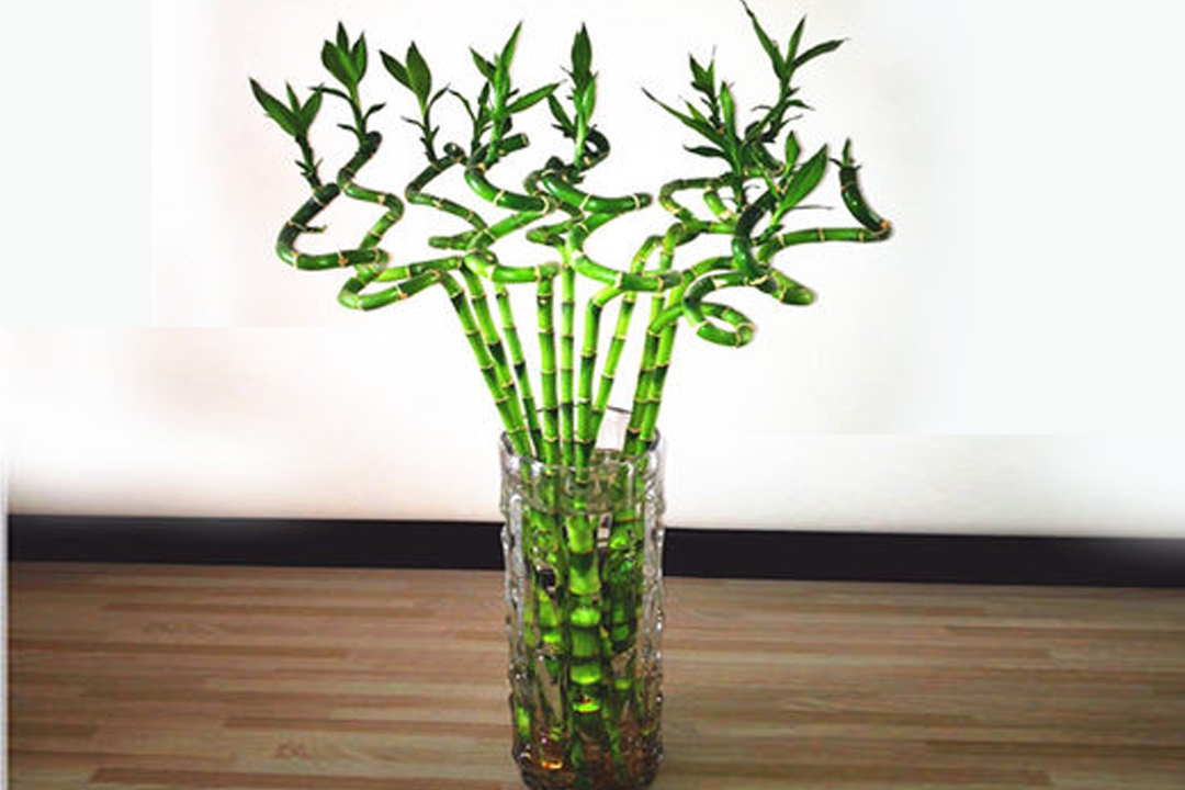 掌握好这三点,你的转运竹一定会四季常青!