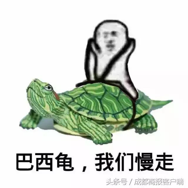 皮皮虾我们走是什么梗,