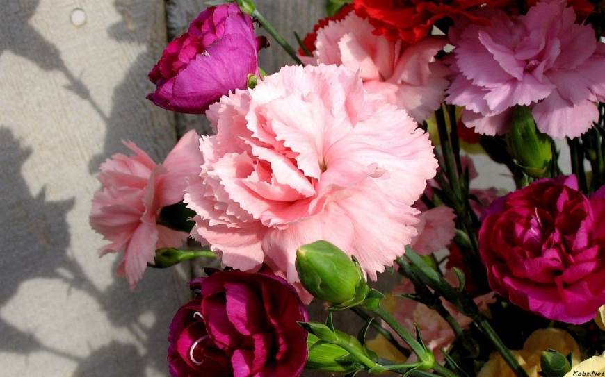 康乃馨原名香石竹,又名狮头石竹,麝香,大花石竹既漂亮还可药用