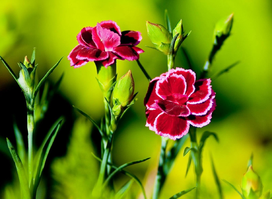 康乃馨原名香石竹,又名狮头石竹,麝香,大花石竹既漂亮还可药用