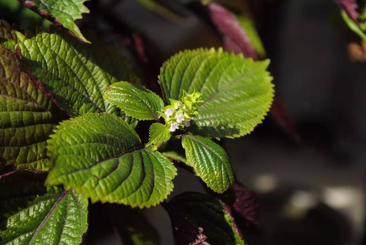 《本草》植物志之紫苏:今生相逢,注定前缘未尽