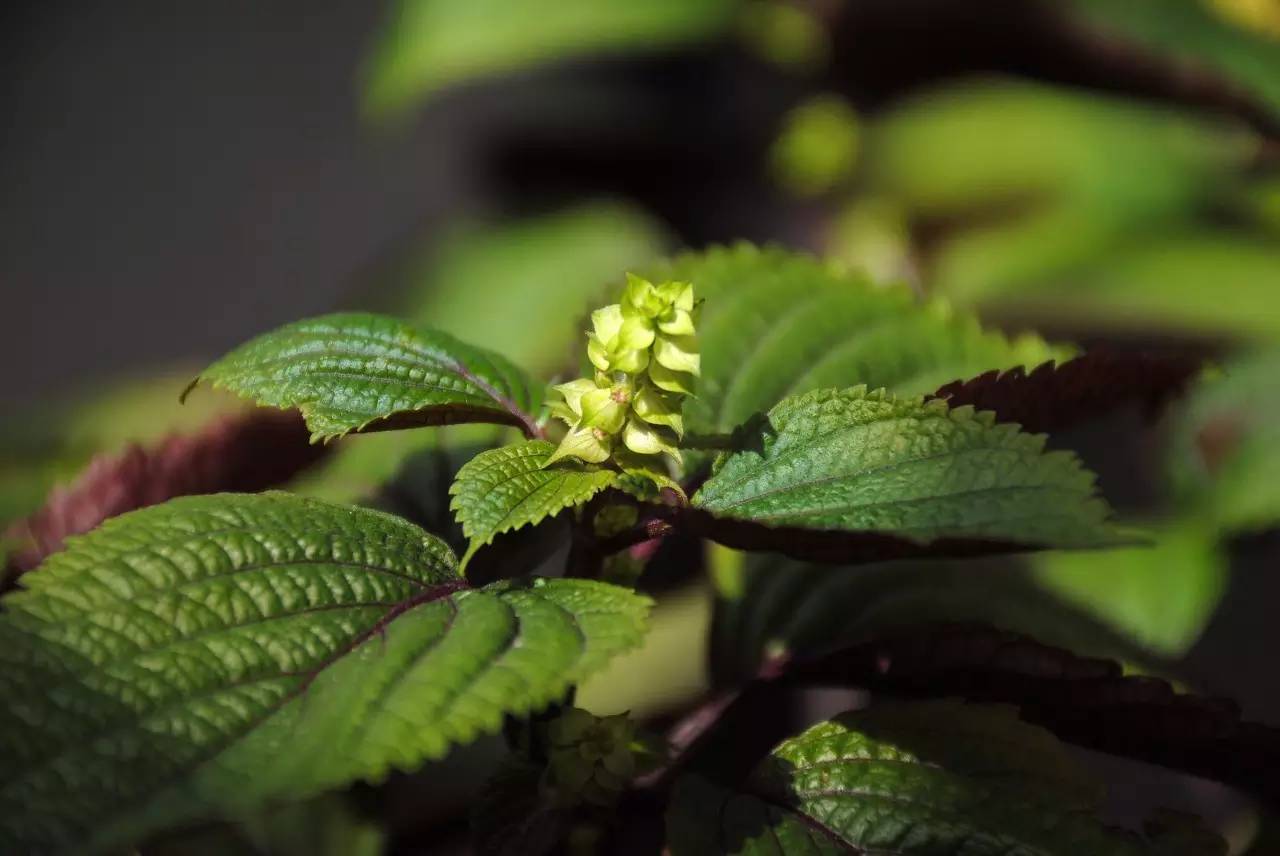 《本草》植物志之紫苏:今生相逢,注定前缘未尽