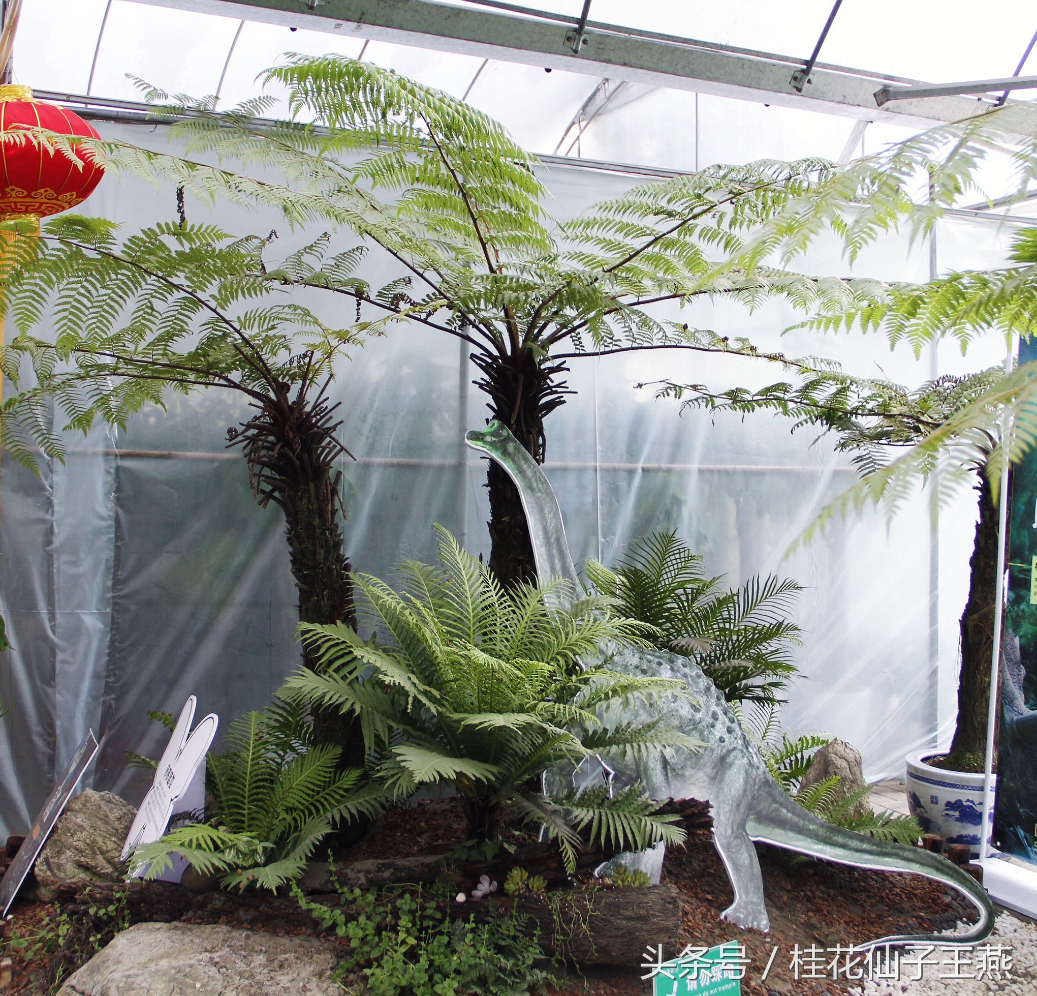 梭罗树还是娑罗树?