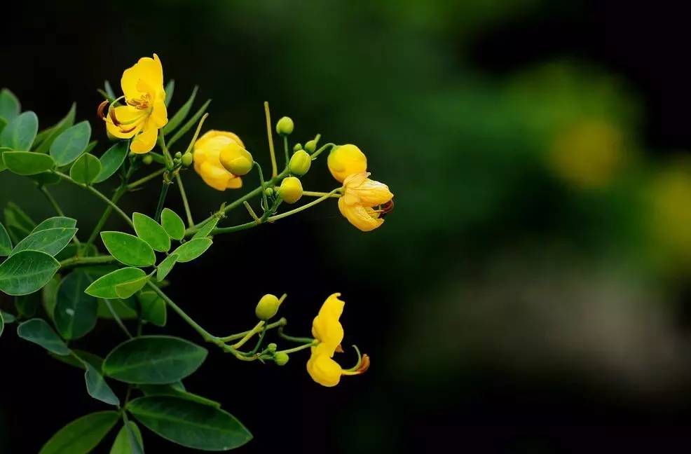 《本草》植物誌之決明子:霧霾中還你我一片藍天