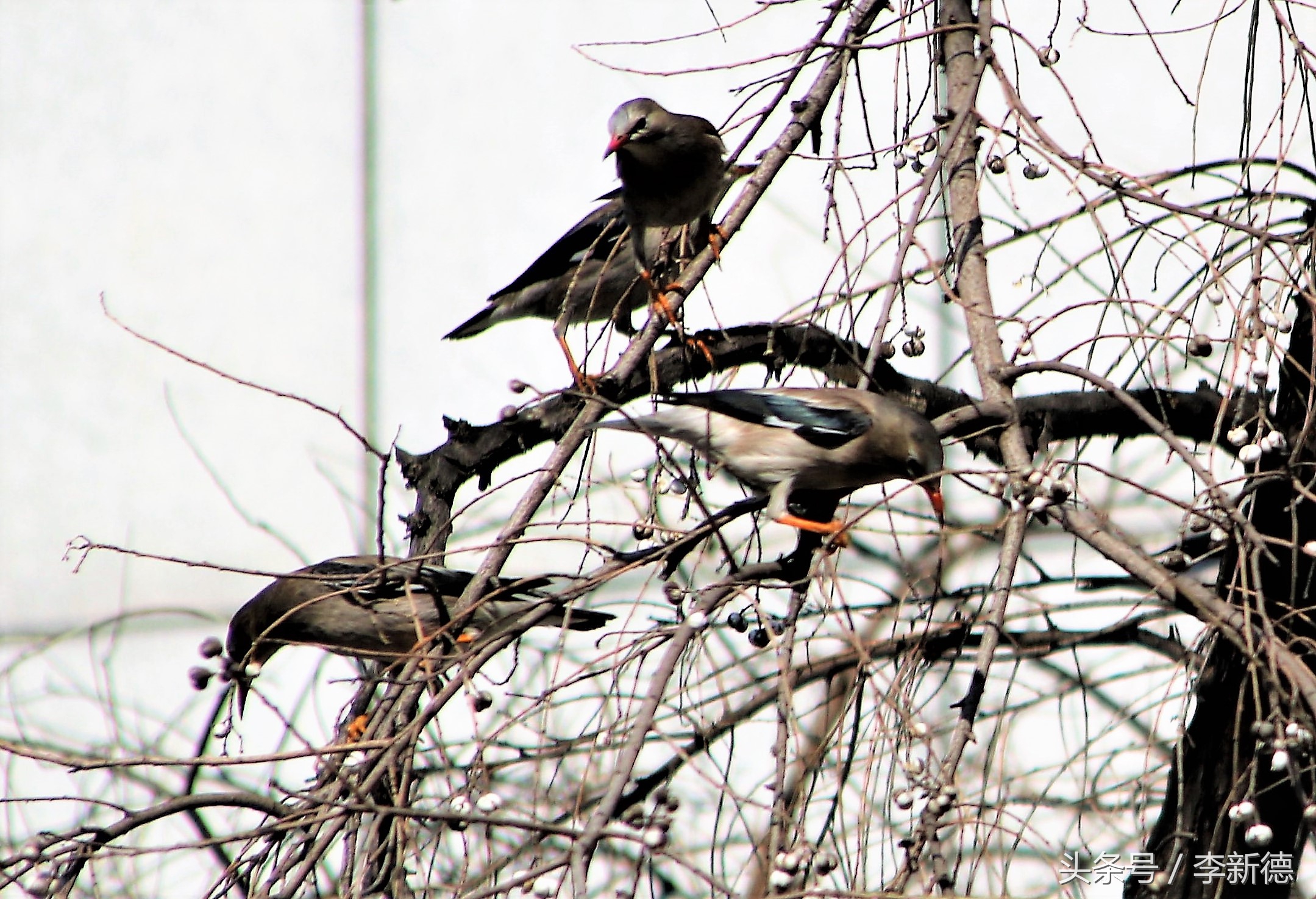 栖息乌桕树大餐乌桕子,灰椋鸟冬天的生活很滋润